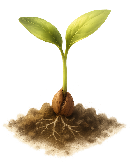 the power of saying no roots